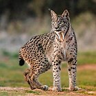 Iberian lynx